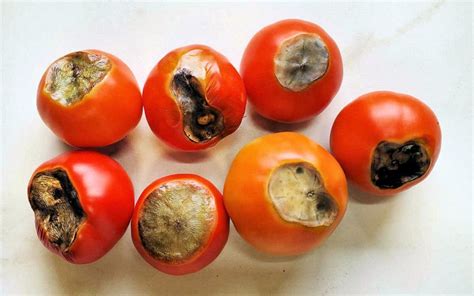 rotmg tomato|Rotten Tomatoes.
